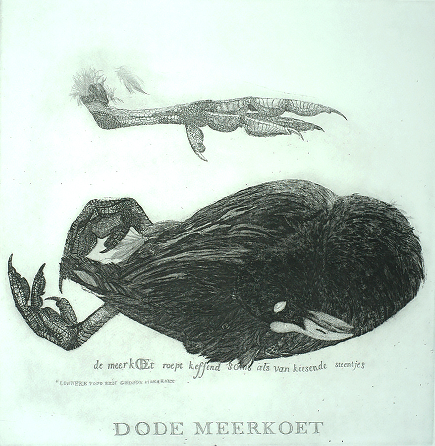 Dead Coot (Dode Meerkoet) - CHARLES DONKER - etching