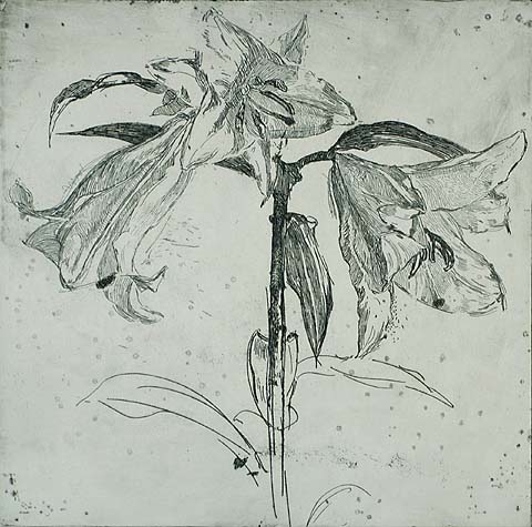 Lilies - ANTOON  DERKZEN VAN ANGEREN - etching