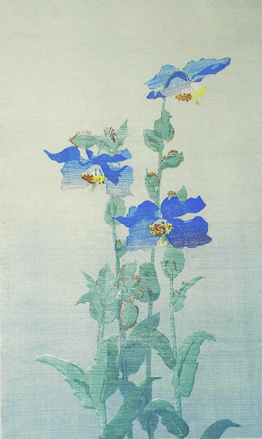 Blue Poppies - JEAN ARMITAGE - woodcut printed in colors