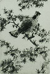Grouse on a Pine Bough - FRANK BENSON - drypoint