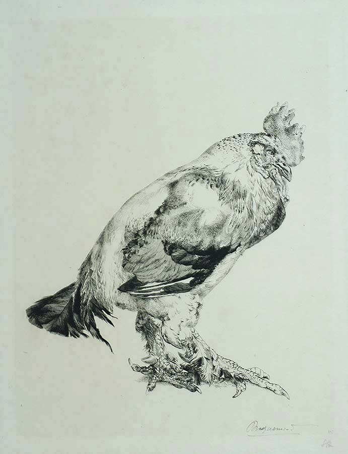 Le Vieux Coq (The Old Cock) - FELIX BRACQUEMOND - etching