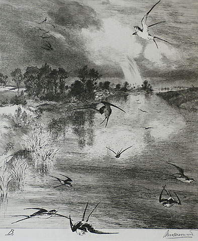 The Swallows (Les Hirondelles) - FELIX BRACQUEMOND - etching