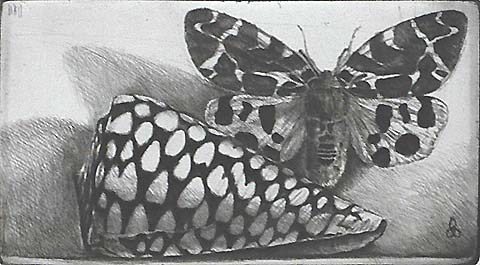 Rembrandt Shell and Tiger Moth - JAKOB DEMUS - diamond drypoint