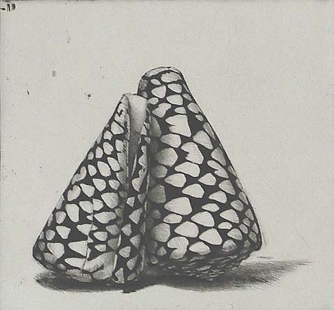 Two Rembrandt Shells - JAKOB DEMUS - diamond drypoint