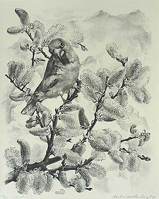 Appelvink (Apple Finch) - AART VAN DOBBENBURGH - lithograph