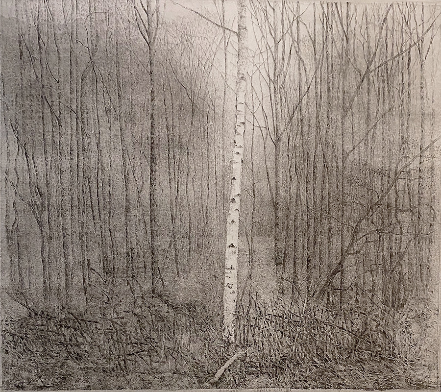 Birch in the Middle of the Forest (Birch I), (Berk Midden in Bos (Berk I) - CHARLES DONKER - etching and aquatint