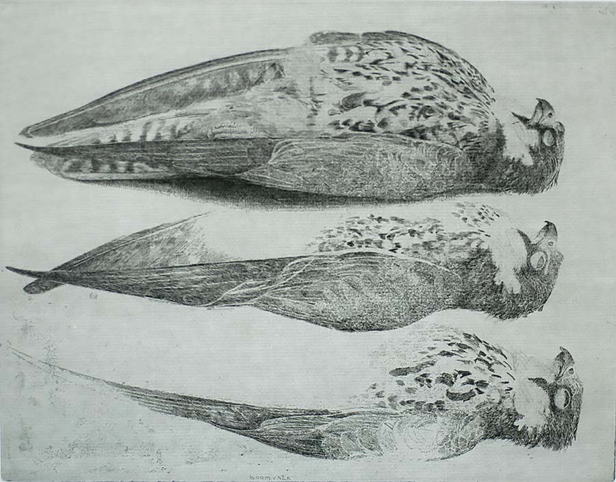 Three Tree Falcons (Drie Boomvalken) - CHARLES DONKER - etching