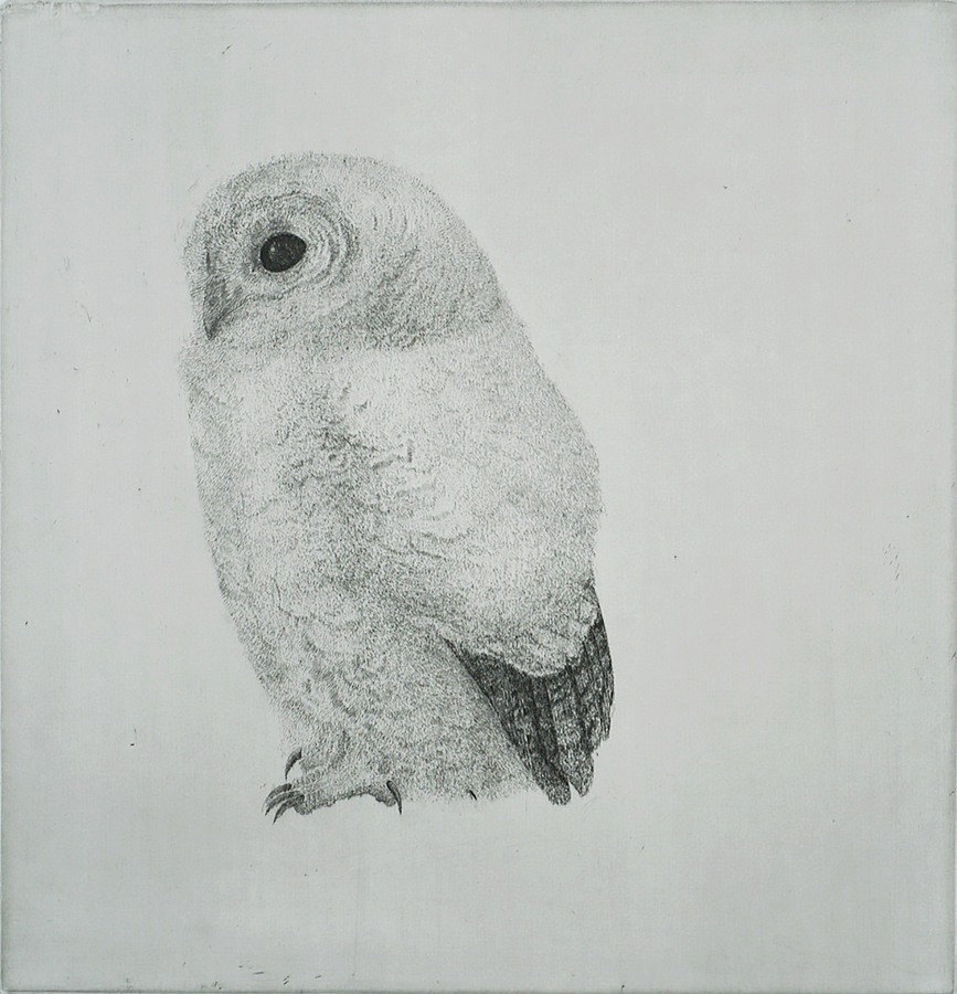 Young Tawny Owl (Jonge Bosuil) - CHARLES DONKER - etching