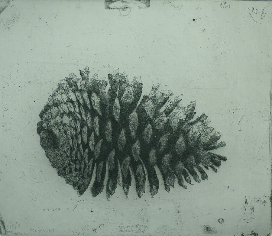 Grote Dennenappel II (Large Pine Cone II) - CHARLES DONKER - etching