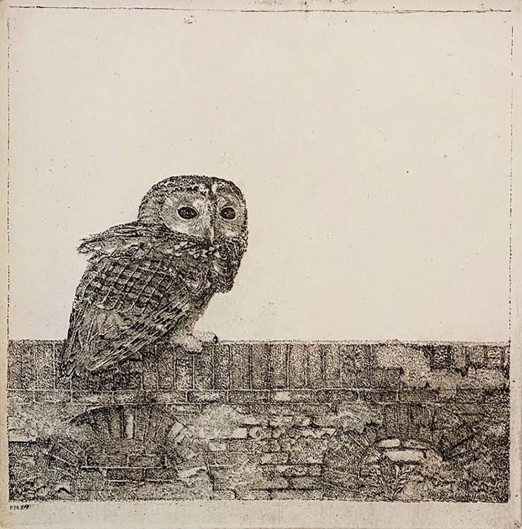 Tawney Owl on a Wall (Bosuil opeen Muurtje) - CHARLES DONKER - etching