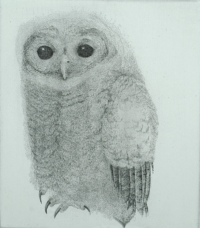 Tawny Owl (Bosuil) - CHARLES DONKER - etching