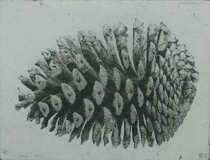 Pinecone V (Dennenappel V) - CHARLES DONKER - etching