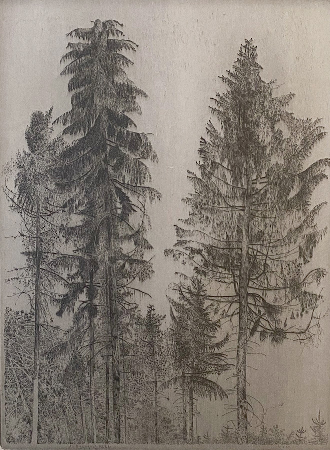 Spruce Trees (Sparrenbomen) - CHARLES DONKER - etching