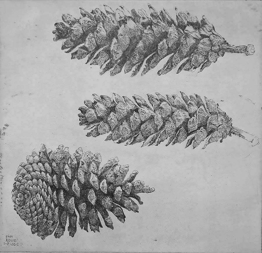 Dennenappel en twee Sparappels (Pine Cone and two Fir Cones) - CHARLES DONKER - etching