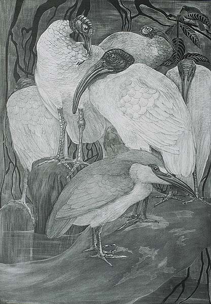 Five Ibises and a Night Heron (Vijf Ibissen en een Kwak) - THEO VAN HOYTEMA - lithograph
