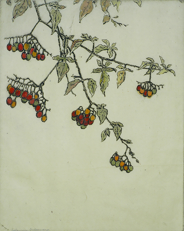 Night Shade (Solanum Dulcamara) - BERTHA JAQUES - etching with hand coloring