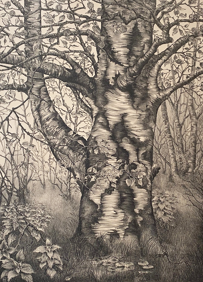 Old Birch Tree (Oude Berk) - HENK (HENDRIK) VOSKUYL - lithograph