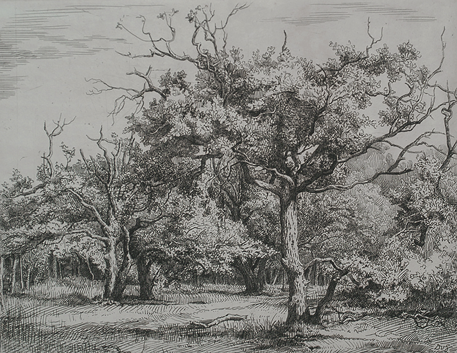 Oak Trees in Wassenaar (Eikenbomen in Wassenaar) - DIRK VAN GELDER - etching