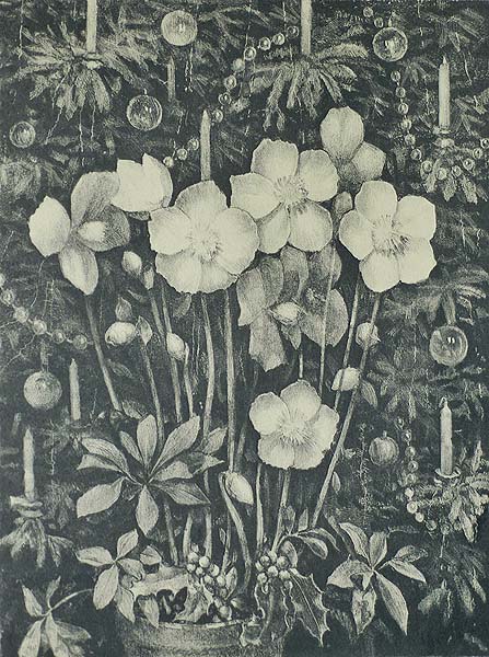 Christmas Flowers - JAN VISSER - lithograph
