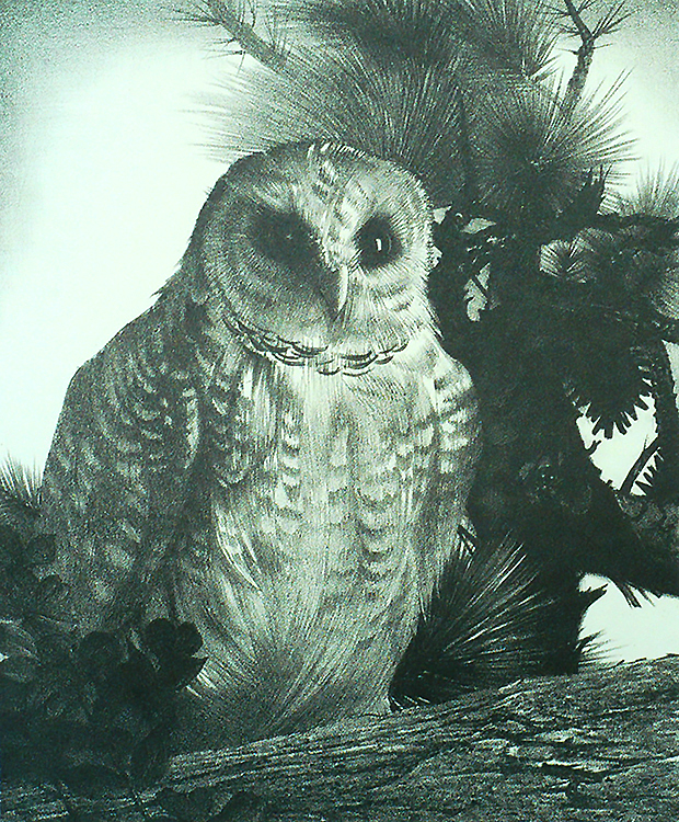 (Untitled) Owl - STOW WENGENROTH - lithograph