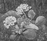 Primula in the Moss (Primula in het Mos) -  VAN HOYTEMA