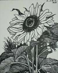 Sunflower -  DE GRAAG