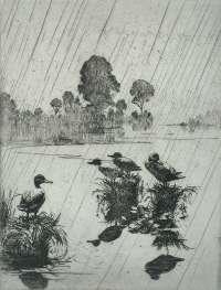Ducks in the Rain -  BENSON