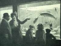 The Aquarium - GRANT