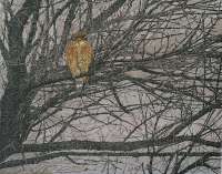 Red Shouldered Hawk - RICH