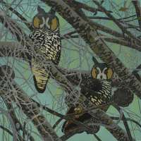 Long-eared Owl - RICH