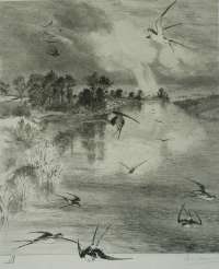 Les Hirondelles (The Swallows) -  BRACQUEMOND
