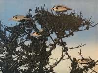 Heron Nests - RICH