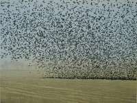 The Flock (State I) - RICH