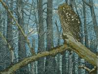 Northern Hawk Owl - RICH