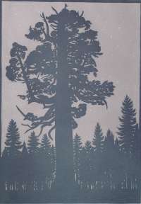 Grizzily Giant, Mariposa Grove - GERITZ