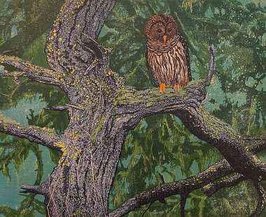 Barred Owl - ANDREA RICH