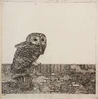Tawney Owl on a Wall (Bosuil opeen Muurtje) -  DONKER
