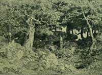 Holm Oaks (Chênes de Roche) -  ROUSSEAU