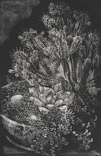 Cactus Study -  RAHUSEN