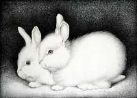 Two Rabbits -  WITTENBERG