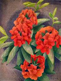 Rhododendron -  RIST