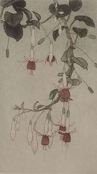 Hanging Fuchsia -  HARTING