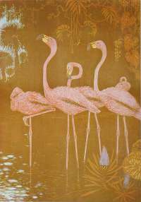 Flamingos -  VERSTIJNEN