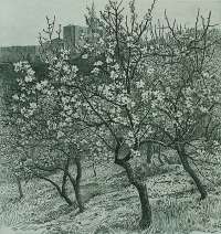 Bloeiende Boomgaard, Taormina (Flowering Orchard, Taormina) -  VAN GELDER